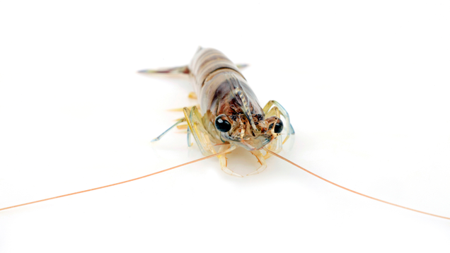 Illustration for article titled 10 Krill That Daddy
Likey